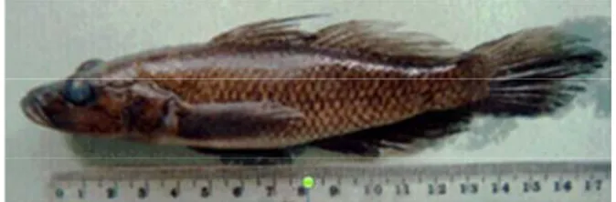 Gambar 2.  Ikan butini (Glossogobius matanensis) di Danau Towuti.