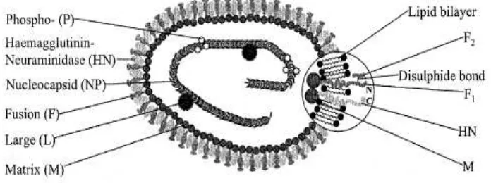 Gambar 1  Struktur  virus Newcastle Disease (Yusoff dan Tan 2001) 