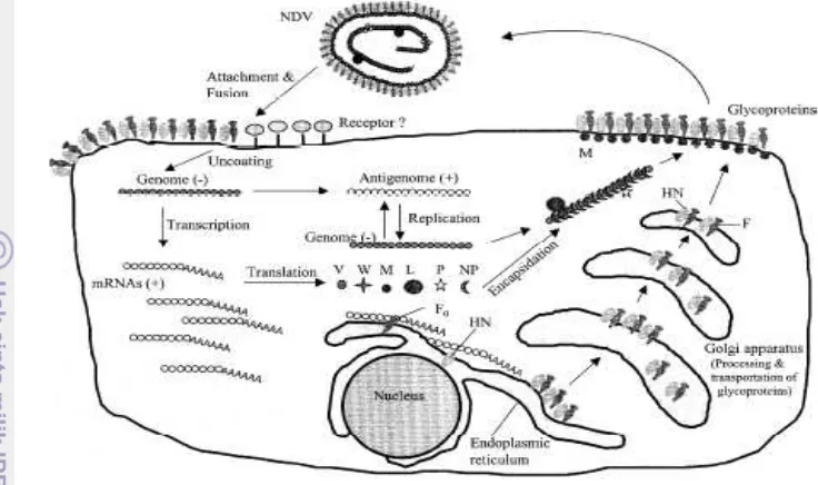 Gambar 3 Skematis Siklus Hidup virus  Newcastle Disease (Yusoff dan Tan 2001) 