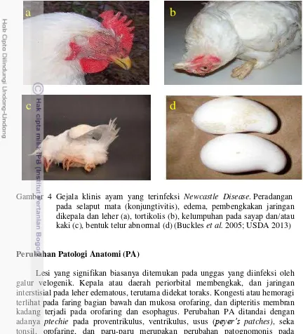 Gambar  4  Gejala  klinis  ayam  yang  terinfeksi  Newcastle  Disease. Peradangan   