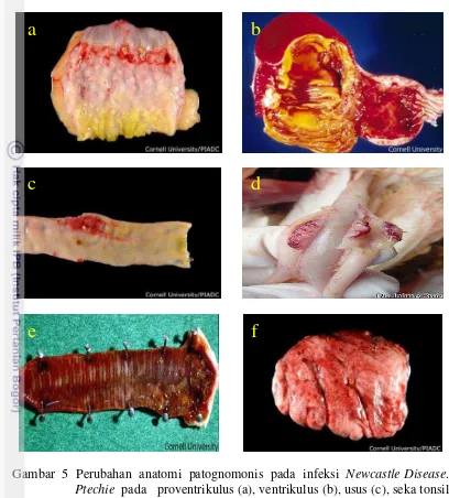 Gambar  5  Perubahan  anatomi  patognomonis  pada  infeksi  Newcastle Disease. 