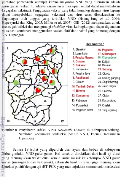Gambar 8 Penyebaran infeksi Virus Newcastle Disease di Kabupaten Subang. 