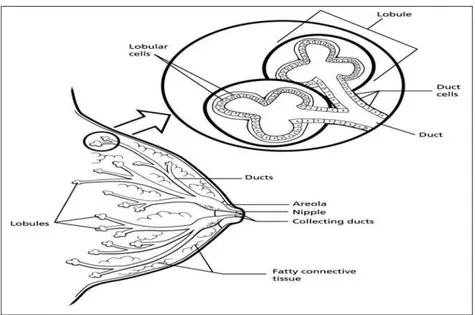 Gambar 2.1: Struktur anatomi payudara 