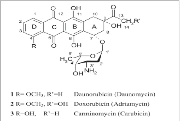 Gambar 2.2: Struktur Kimia Doksorubisin dan Turunannya  2.4.2. Absorbsi 