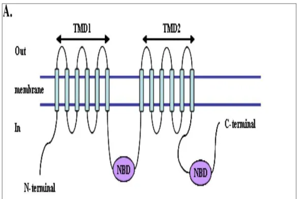 Gambar 2.8: Struktur protein P-gp (Gillet, Efferth, &amp; Remacle, 2007) 