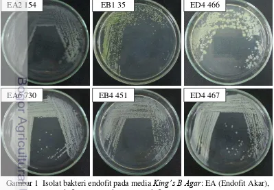 Gambar 1  Isolat bakteri endofit pada media  King’s B Agar: EA (Endofit Akar),  