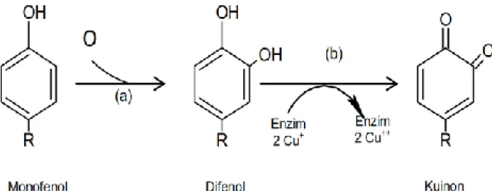 Gambar 3 Proses penghambatan enzim pencokelatan oleh asam (antibrowning). Gambar 2 Reaksi enzimatis oleh PPO (Queiroz et al