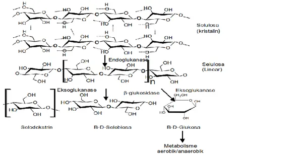Gambar 4 Alur degradasi selulosa menjadi glukosa (Schellenberger 2011 termodifikasi). 