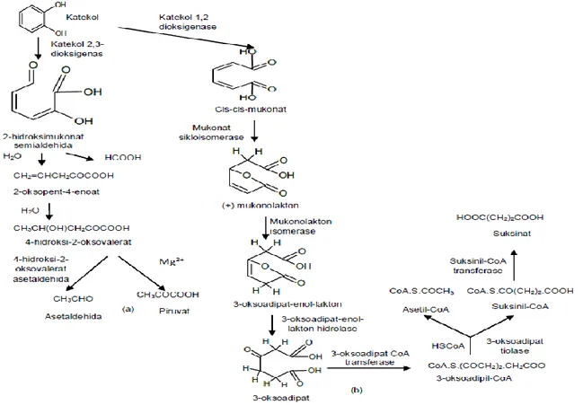 Gambar 5 Jalur degradasi katekol, (a) katekol 2,3-dioksigenase, dan (b) katekol 1,2-dioksigenase (Zeyaullah et al