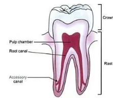 Figure 2.1 Teeth structure