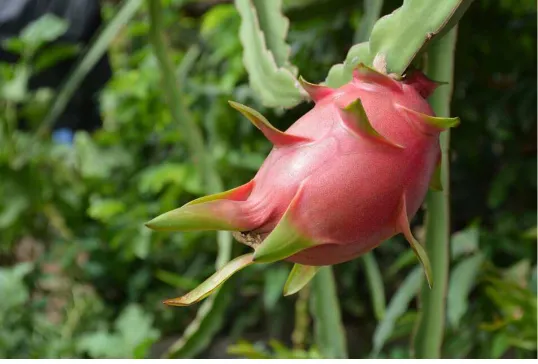 Gambar Buah Anggur