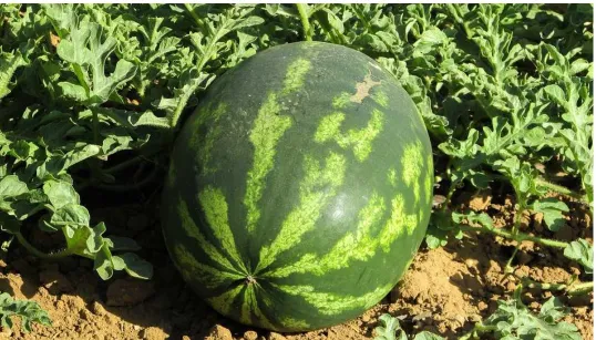 Gambar Buah Semangka