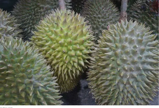 Gambar Buah Pepaya
