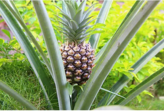 Gambar Buah Nanas