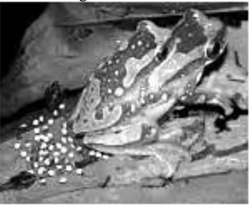 Gambar menunjukkan sepasang katak sedang kawin dan bertelur untuk dibuahi oleh  sperma katak jantan secara eksternal