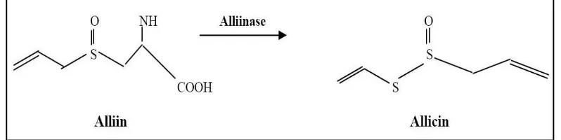 Gambar 2. Struktur Alliin dan Allicin18