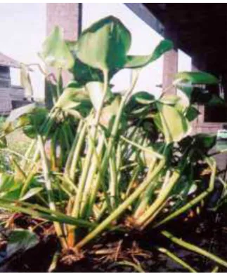 Gambar  2.5  Enceng gondok  (Eichornia Crassipes) 
