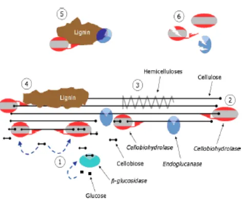 Gambar 2.6  skema ringkasan faktor yang membatasi hidrolisis selulosa 