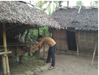 Gambar 3. Gambar Saat Membantu Keluarga Bapak Nyoman Kejol mencari rumput untuk pakan sapi 