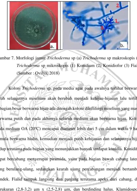 Gambar 7. Morfologi jamur Trichoderma sp (a) Trichoderma sp makroskopis (b)  Trichoderma  sp  mikroskopis  (1)  Konidium  (2)  Konidiofor  (3)  Fialid  (Sumber : Ovilya, 2018) 