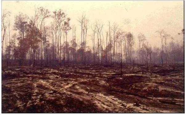 Gambar 2.12. Hutan gundul akibat kebakaran hutan 
