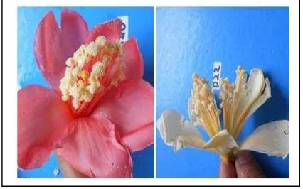 Gambar 6. Warna Bunga Durian
