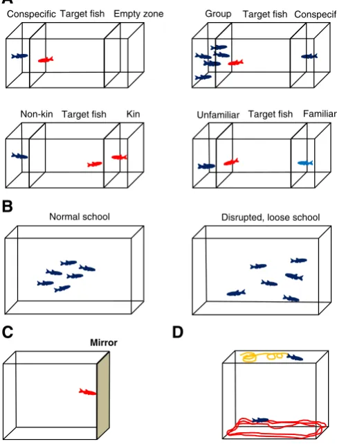 Fig. 2. Social behavioral tests commonly used in zebraﬁsh neurophenotyping research. A:The zebraﬁsh social interaction test in which two unfamiliar zebraﬁsh explore each other(target ﬁsh is shown in red)