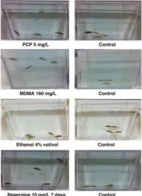 Fig. 3. Examples of pharmacological modulation of zebrahumans and rodents (see text for details) and evokes similar effects in zebraﬁsh social (shoaling) phenotypes