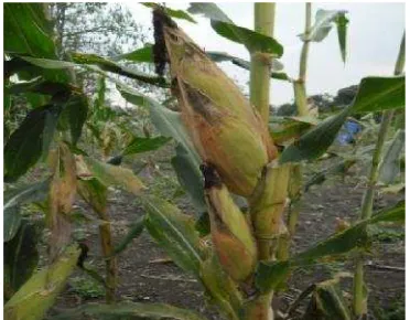 Gambar 15. Jagung siap panen