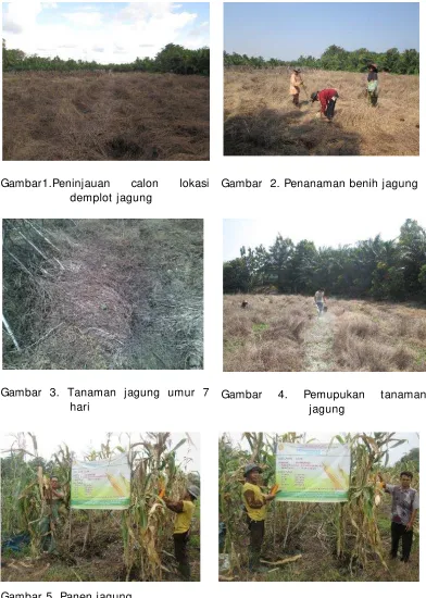 Gambar 5. Panen jagung