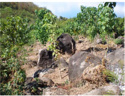 Gambar 3.  Lahar dari bahan piroklastik gunungapi tersingkap di kawasan pantai selatan Pulau Adonara.