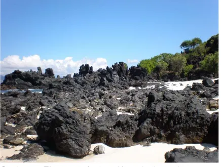 Gambar 7.  Tipe pantai berpasir banyak ditemukan di pulau Adonara utara.