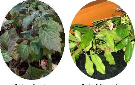 Gambar 4. Daun nilam 