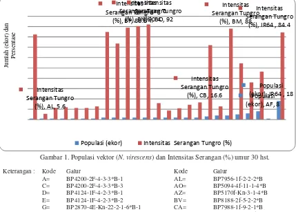 Gambar 1. Populasi vektor (N. virescens) dan Intensitas Serangan (%) umur 30 hst. 