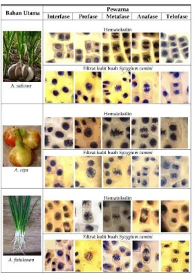 Gambar 3. Foto kromosom hasil pewarnaan hematoksilin maupun filtrat kulitbuah Syzygium cumini menggunakan mikroskop perbesaran 640 X.