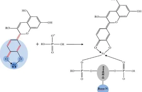 Gambar 5. Mekanisme reaksi antara pewarna cyanidin (CyFe)2+ dengan fosfatanion (Sumber: Minghui, et al