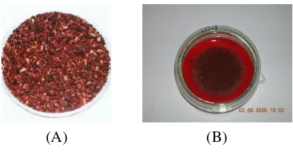 Gambar II.1. Kapang M. purpureus  (A) di medium beras (beras angkak), (B) di                       medium YMP (ekstrak ragi, ekstrak malt, pepton, glukosa)                  