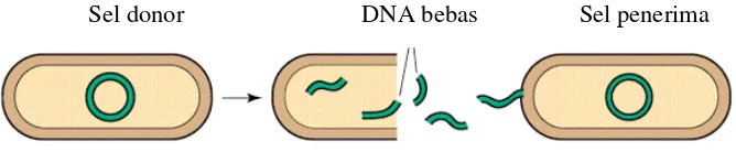 Gambar II.2 Proses transformasi DNA dari sel donor ke sel penerima () 