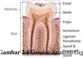 Gambar 2.1 Gambar Anatomi Gigi