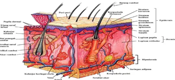 Gambar 2.1 Struktur Anatomi Kulit (Wasitaatmadja, 1997). 
