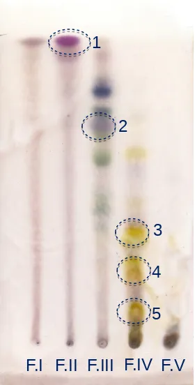 Gambar 1. Profil KLT Fraksi I – V menggunakan fase diam silika gel GF254 dan eluen n-heksana,etilasetat (2 : 1)