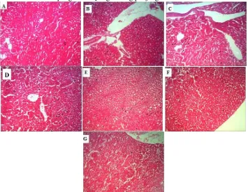 Gambar 4 Histopatologi jaringan ginjal bagian kiri tikus  Sprague dawley  