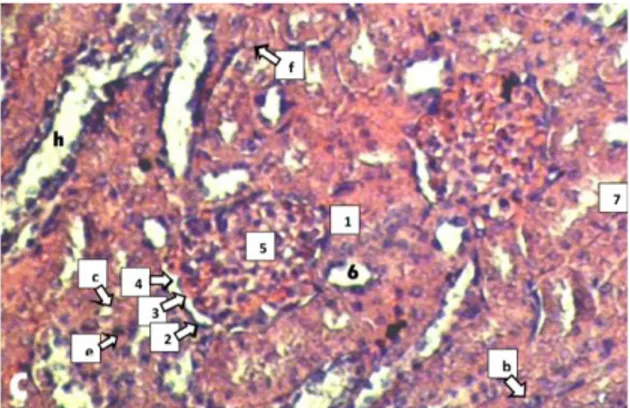 Gambar 1.   Struktur  Mikroanatomis  Korteks  Ginjal Tikus Putih (R. norvegicus)  Betina  Galur  Wistar  grup  K  pada  Hari  ke-14