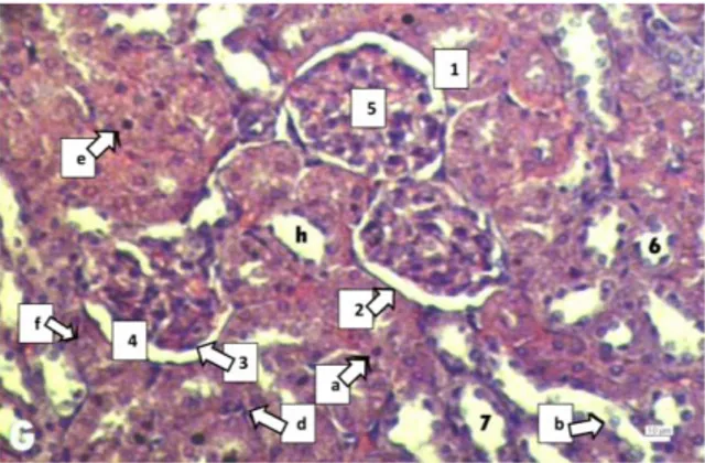 Gambar 5.   Struktur  Mikroanatomis  Korteks  Ginjal Tikus Putih (R. norvegicus)  Betina Galur Wistar grup P 1  pada  Hari  ke-56  Perlakuan  Natrium  Nitrit