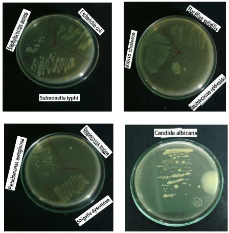 Gambar 5. Foto hasil pengujian skrining ekstrak etanol daun pala(Myristica fragrans Houtt.) pada mikroba uji