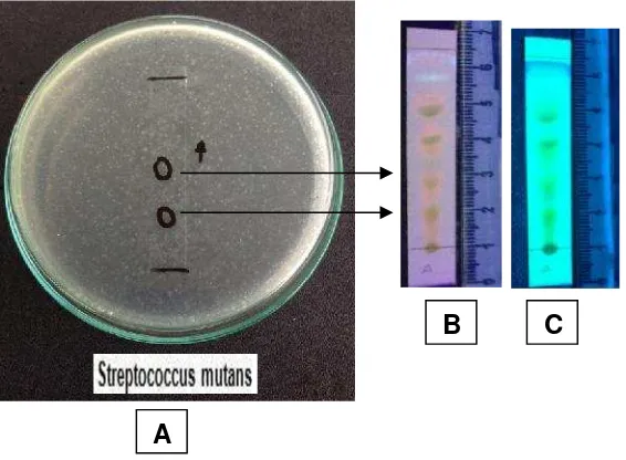 Gambar 7. Foto hasil pengujian KLT-Bioutografi ekstrak etanol daunpala(Myristica fragransHoutt.)terhadap bakteriStreptococcus mutans