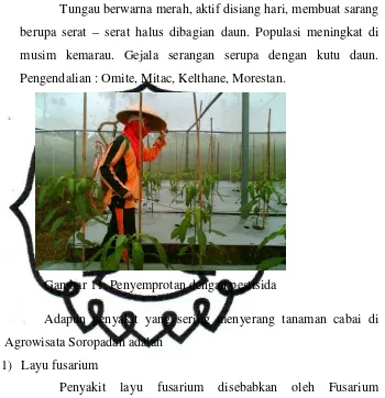 Gambar 11. Penyemprotan dengan pestisida 