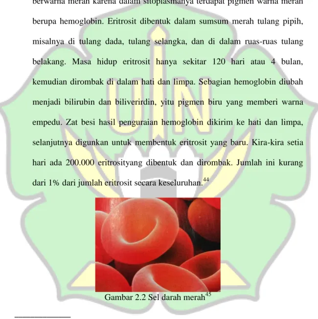 Gambar 2.2 Sel darah merah 45  ______________ 