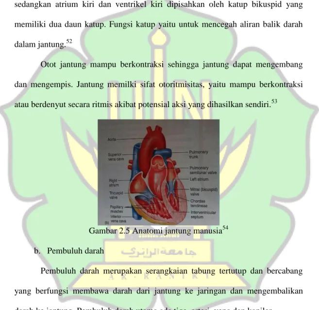 Gambar 2.5 Anatomi jantung manusia 54 b.  Pembuluh darah 