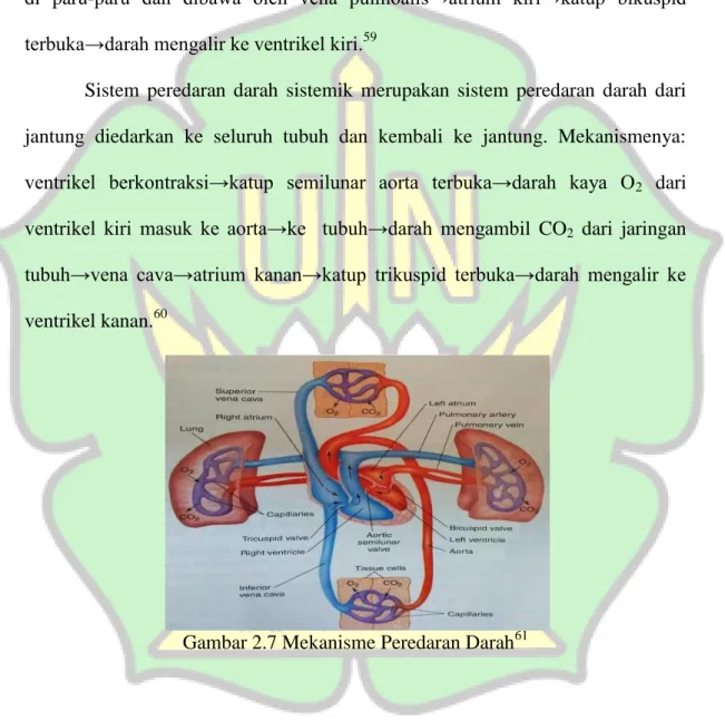 Gambar 2.7 Mekanisme Peredaran Darah 61